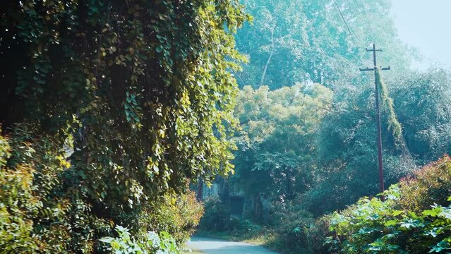 beautiful view of a empty road with trees on the side. driving view of the road
