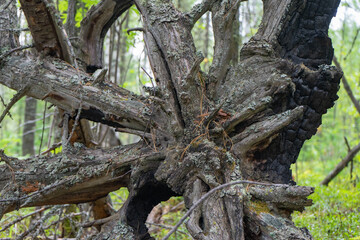 Remains of a tree-dry and dead upturned gray roots. Old dry roots trees turned out of the ground