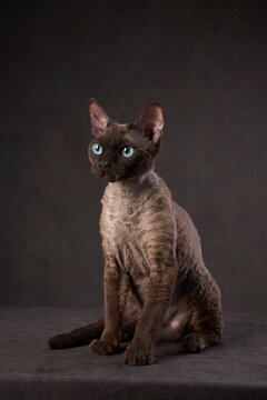 cat breed devon rex on a brown canvas background. Pet portrait in studio