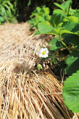 藁の上で花が咲くイチゴ