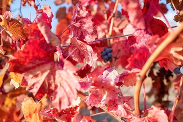 Bright autumn red orange yellow grapevine leaves at vineyard in warm sunset sunlight. Beautiful clusters of ripening grapes. Winemaking and organic fruit gardening. Close up. Selective focus.