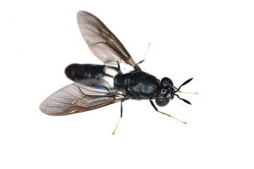 Black soldier fly species Hermetia illucens in high definition with extreme focus. Isolated on white background.