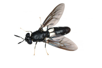 Black soldier fly species Hermetia illucens in high definition with extreme focus. Isolated on white background.