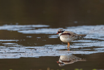 shot of a black-fronted dotterel feed on a wetland mud bank at the central coast of nsw - obrazy, fototapety, plakaty