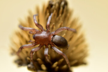 Pictured against a gray background is a non-venomous spider, Tegenaria Domestica, which lives in houses.