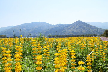 山が見える美しいルーピン畑の風景