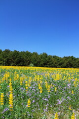 美しい青空と満開に咲くルーピンの花