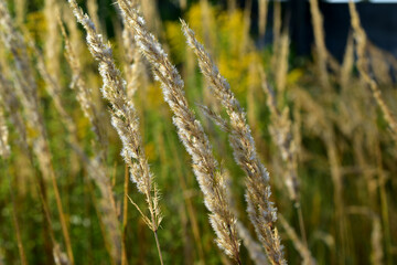 Fototapeta premium The picture shows flowering grass, which is swayed by the wind.
