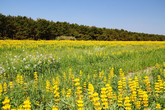 ルーピン Images Browse 131 Stock Photos Vectors And Video Adobe Stock