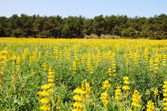 ノボリフジ Images Browse 412 Stock Photos Vectors And Video Adobe Stock