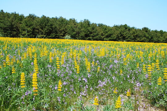 ルーピン Images Browse 131 Stock Photos Vectors And Video Adobe Stock