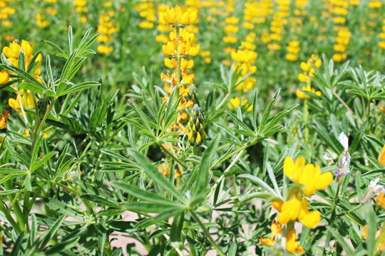 ルーピン Images Browse 131 Stock Photos Vectors And Video Adobe Stock