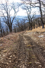 Winter mountain forest located on the ridge of the tourist route.