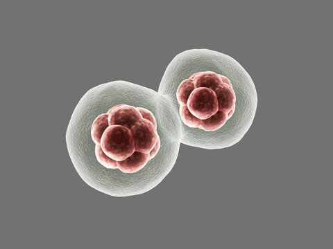 Morula Bilder Durchsuchen 454 Archivfotos, und Videos