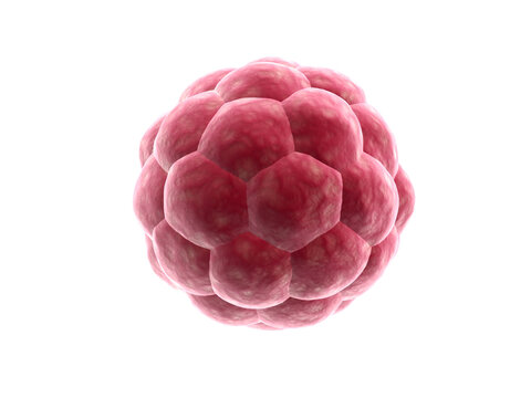 3d rendered blastocyst isolated on a white background