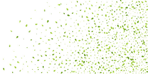 Leaves Green Falling Flying Foliage Leaf Tea Mint