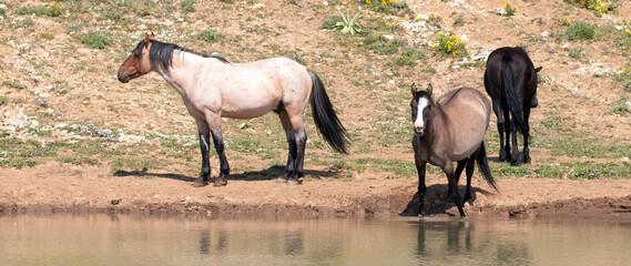 Pregnant grulla mare at the waterhole with water dripping from her lips in the Pryor Mountains in...