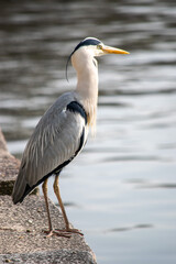 great blue heron