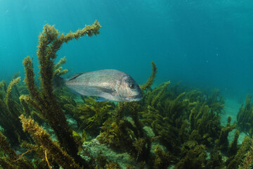 Australasian snapper swimming above flat rocky and sandy bottom with some coverage of brown...