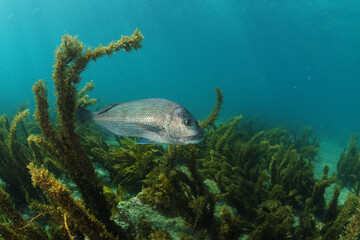 Fototapeta premium Australasian snapper swimming above flat rocky and sandy bottom with some coverage of brown seaweeds. Location: Leigh New Zealand