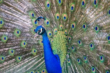 Fototapeta na wymiar Blue peacock with loose tail