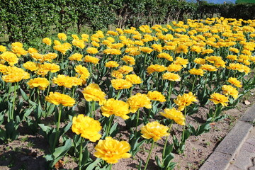 満開に咲いたふわふわのチューリップ