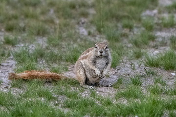 Cape ground squirrel, Xerus inauris, funny animal in the bush in Namibia
