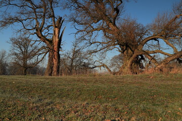 Dąb, dęby, stare drzewa, Rogalin, Rogalinek, Łęgi rogalińskie, drewno, wiosna, poranek, brzask © Marcin