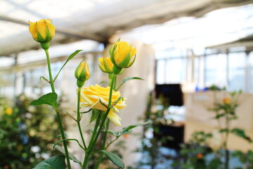 黄色の綺麗な薔薇と蕾