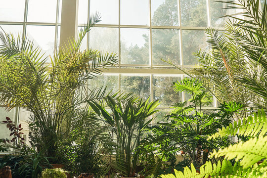 Green plants in botanical garden indoor. Window.