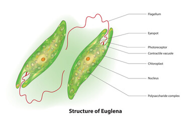 Labeled anatomy of Euglenas 