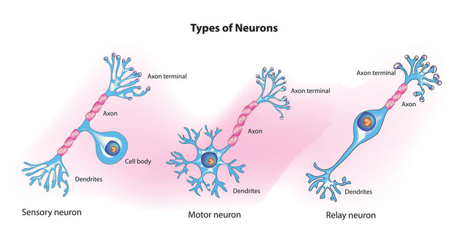 neuron types