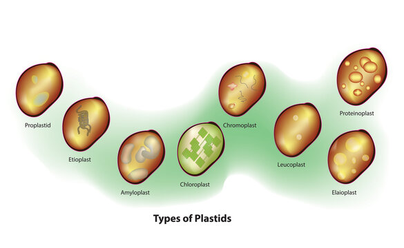 Types of Plastids in eukaryotic cell