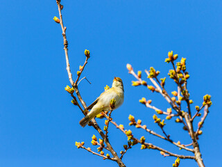 Willow warbler on a tree branch with spring buds