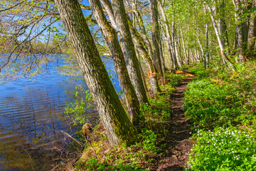 Lakeshore with a footpath in the forest