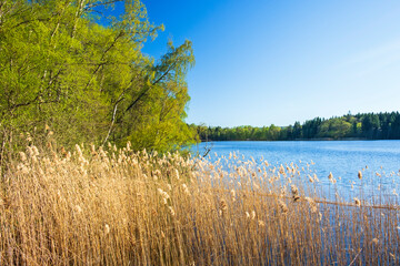 Beautiful lake view with reed and lush foliage trees