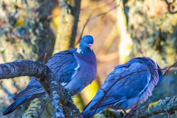 Pair of Wood Pigeons sitting on a tree branch