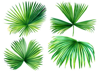 jungle leaves isolated on white background, Palm leaf, tropical plants hand drawing, botanical painting