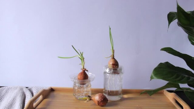 Woman's hand creates a composition of sprouted onion bulbs with long roots and jars of water on the wooden table.