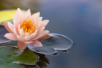 Beautiful pink waterlily or lotus flower in pond for text or decorative artwork.