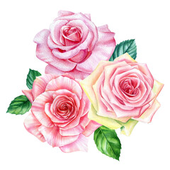 Roses on white background, watercolor botanical illustration. Flora design elements