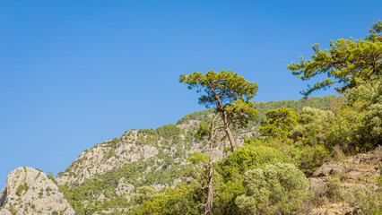Pine tree growing on a cliff in Green Canyon in Turkey