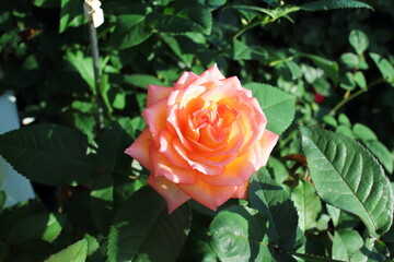 光を浴びる薄ピンク色の可愛い薔薇