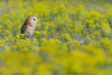 In the flowering meadow, fine art portrait of Barn owl (Tyto Alba)