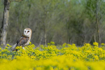 Fotobehang The magnificent Barn owl among the flowers (Tyto alba) © manuel