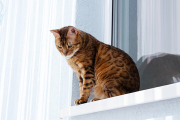 Ginger cat sitting on windowsill in the morning. Pet relaxing, enjoying sun light.