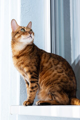 Ginger cat sitting on windowsill in the morning. Pet relaxing, enjoying sun light.