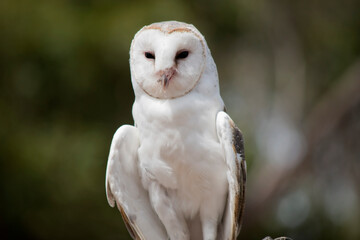 The barn owl is a medium-sized, pale-coloured owl with long wings and a short, squarish tail. It has a heart shape white face