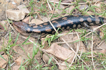 the blue tongue lizard is black and tan
