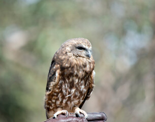 The Southern Boobook is the smallest and most common owl in Australia. Like other owl species, the Southern Boobook is nocturna